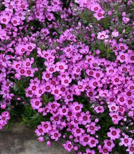 Phlox subulata 'Zwergenteppich'